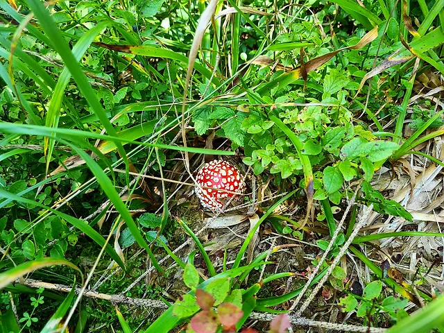 Fly agaric by the wayside