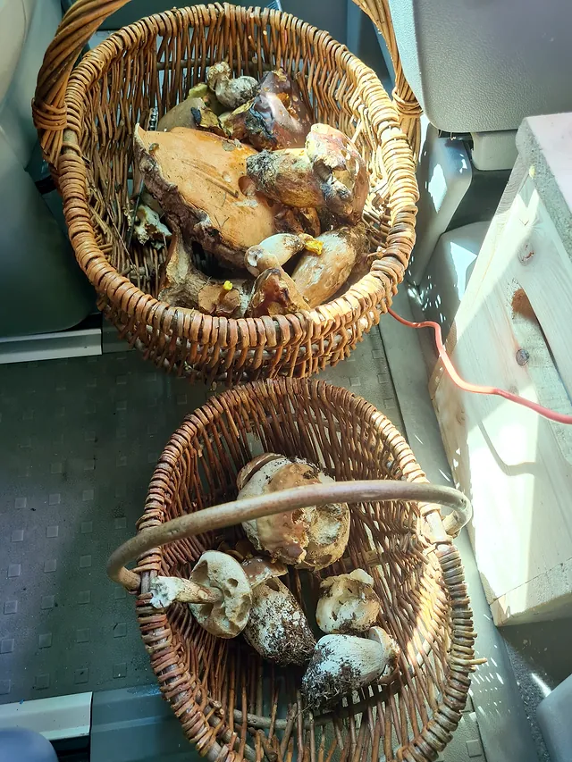 Zwei Körbe voller frisch gesammelter Steinpilze