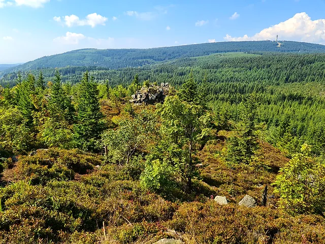 Wide view over the forests