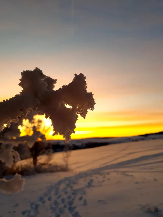 Hoarfrost in the morning light